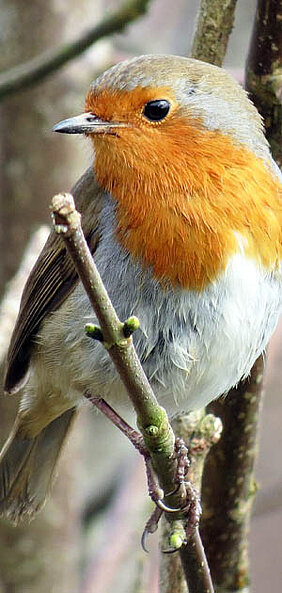 Müller Stiftung Stiftergemeinschaft Fürth
