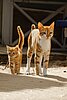 Zwei Katzen in freier Natur