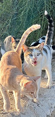 Titel Flyer Tierschutzstiftung